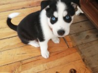 Husky Sibirya kurdu
