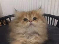 British longhair golden