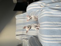 6 Aylık Micro-Teacup Şivava Mükemmel Dişiler