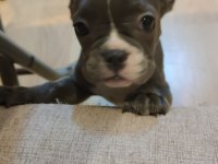 Sahiplendirme french bulldog