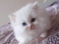 İran kedisi bebişlerim