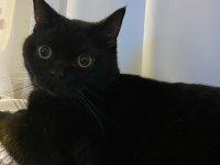 ücretsiz british shorthair