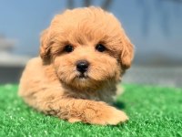F2 MALTİPOO YAVRULARI