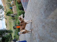 Erkek orjinal husky çok akıllı ve oyuncu 1 yaşında