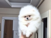 AYICIK YÜZ POMERANİAN BOO ERKEK