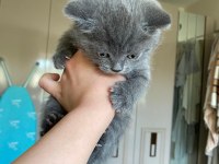 60 günlük british shorthair