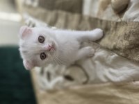 2 buçuk aylık tosun scottish fold oğluşlar