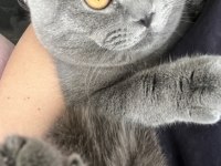 9 aylık erkek scottish fold