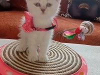Safkan Maviş gözlü british kızımız ailesini bekliyor