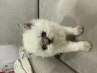 Blue point beyaz british longhair