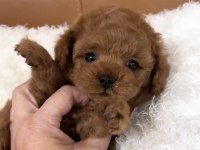 Özenle Büyütülmüş Toy Poodle Yavruları