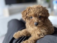 Toy Poodle Köpekleri Sağlıklı