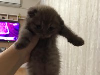 dişi scottish fold