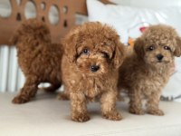 Petmode köpek çiftliğinde ziyarete açık toy poodle