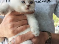 British shorthair silver point ve Brown tabby yavrular