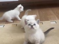 Safkan british shorthair mavi gözlü yavrular