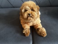Dişi toy poodle yavru