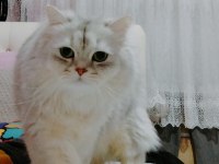 Şeker kedimiz yeni yuvasını arıyor