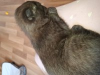 Erkek 3 aylık ücretli scottish fold