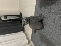 British shorthair 3 aylık prenses