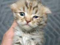 Scottish fold yavrularım