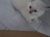 Erkek blue point kedimiz