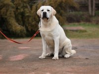 Safkan Şecereli Labrador Yavru Köpekler (şampiyon soy)