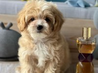 IRK GARANTİLİ MALTİPOO YAVRULARI
