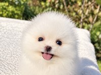 Üst Düzey Biblo Mibi Boy Pomeranian Boo