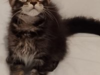 Maine coon 3 aylık