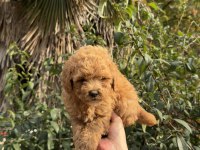 Uygun ve kaliteli poodle yavrumuz