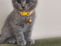 Güvenilir Ev Scottish Fold Kedimize