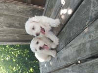 MALTESE TERRİER YAVRULAR