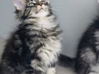 Son kalan XXL MAİNR COON değerinin altında verilecek 
