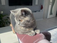 British dişi kedi