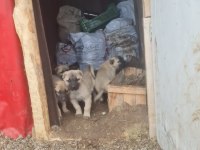 Kangal köpeği yavrulari