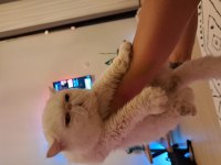 Şampiyonlar şampiyonu exotic shorthair NİKOLAS