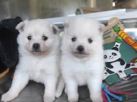 Kar Beyaz Samoyed Bebekleri