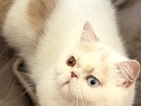 Erkek Odd Eyes Exotic Arayarak Bilgi Alın