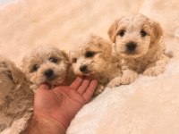 Maltipoo yavrularım yeni yuvalarını bekliyor