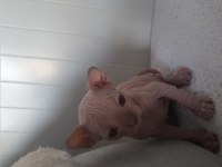 Die besten sphynx der welt