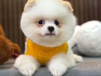 Pomeranian boo 60 günlük köpekler