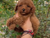 Toypoodle Yavrularımız 