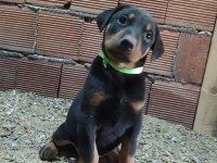 Dev doberman yavrular