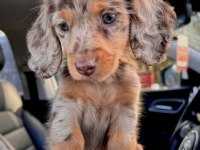 TR DE TEK UZUN TÜYLÜ DACHSHUND
