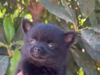 Chihuahua Yavrularımız Irk Ve Sağlık Garantili