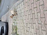 Ücretsi minyatür pinscher yavru erkek