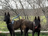 Belcika Dark Malinois