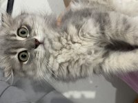 Dünya tatlısı scottish fold