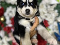 Sibirya kurdu (husky) yavrularımız